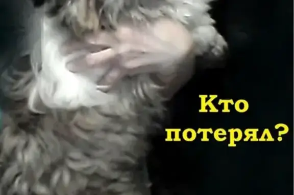 Собака найдена в Вологде - СРОЧНО!