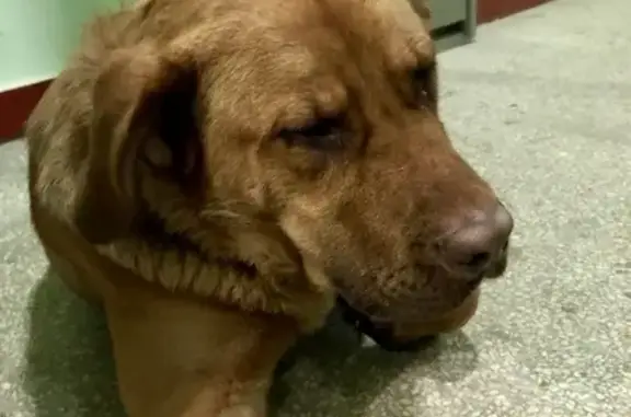 Найден крупный рыжий пес в Митино, Москва