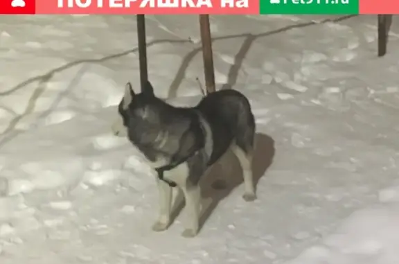 Найдена собака в Подольске, район Кутузово