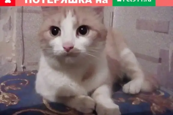 Найдена кошка на улице Лепсе, Киров. СРОЧНО!