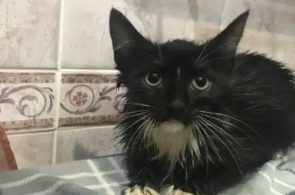 Найден черно-белый котенок в Нижнем Тагиле