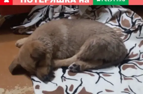 Найден щенок на улице Пирогова, 35А