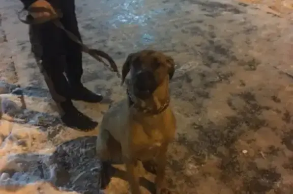 Найдена собака на ул. Василия-Иванова, Сормовский район