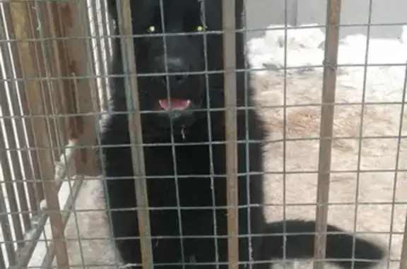 Найдена собака в Тюнево, Нижнетавдинский район, Тюменская область