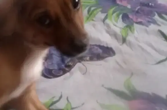 Собаки потеряшки, Камские Поляны, фото: Потеряшка собака в поселке Камские Поляны, нужна помощь!