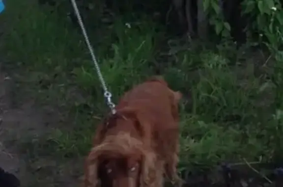Пропала собака в Авдотьино: рыжий спаниель 