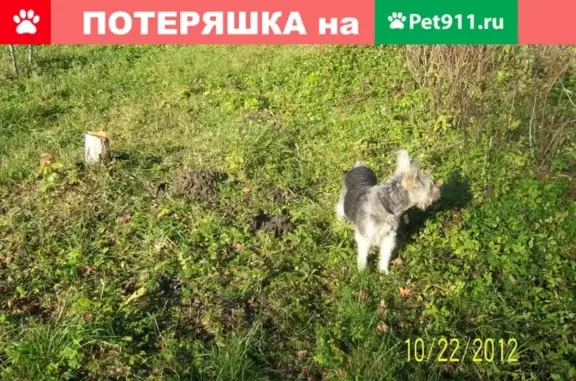 Пропала глухая собака Долли в Карамышевском районе, Псковская область