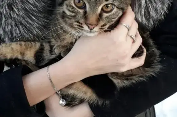 Пропала кошка на Юлаева, 42 в Салавате, Республика Башкортостан