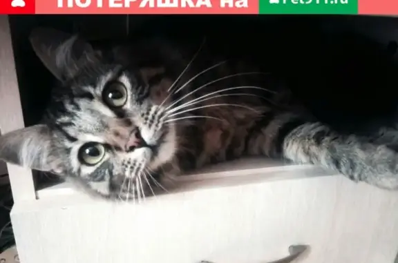 Пропал кот в Петрозаводске, район Ключевая