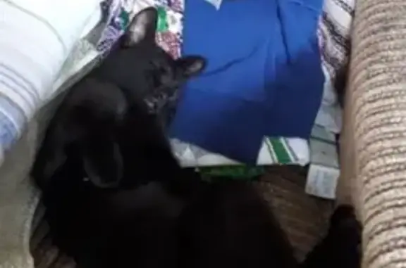Пропала черная кошка с ошейником в Солнечногорске