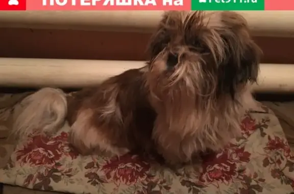 Найдена собака в пос. Высоково, Н. Новгород