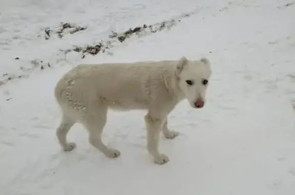 Найдена ласковая собака в Дмитрове