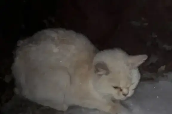 Найдена кошка в Железногорске - СРОЧНО ИЩЕМ ХОЗЯЕВ!