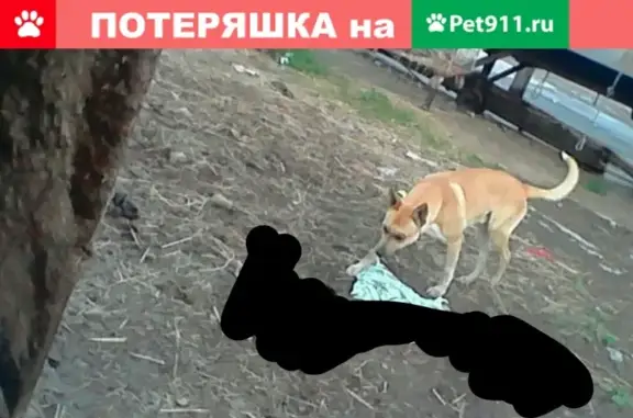 Пропала собака в Сыктывкаре, есть шрам и порванное ухо