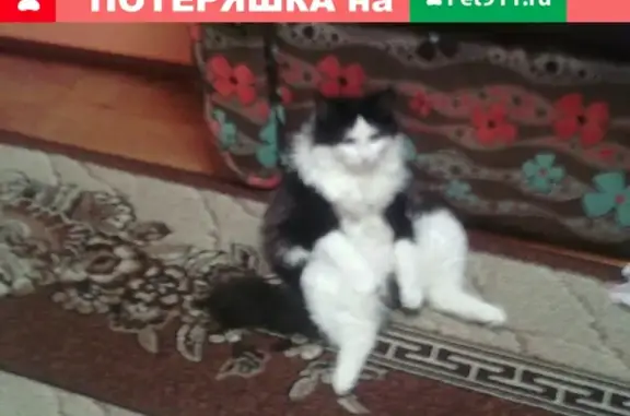 Пропал кот Феликс в Новодвинске