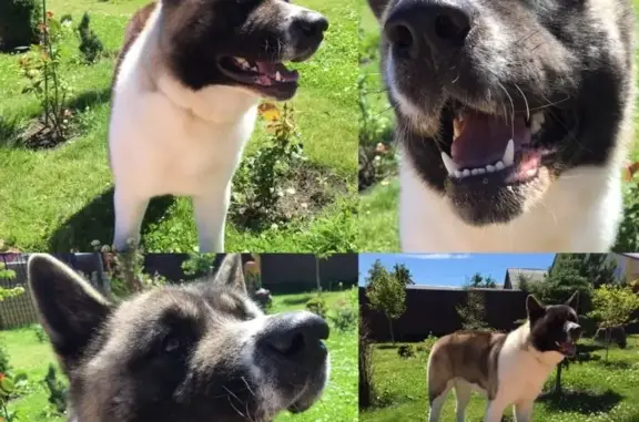 Собаки потеряшки, Куликовка, фото: Потеряшка собака Леон JQM 758, Паховая обл., ошейник Респ. Мордовия