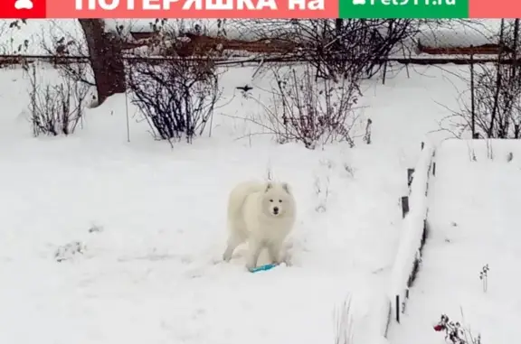 Пропала собака в Подольске, Московская область