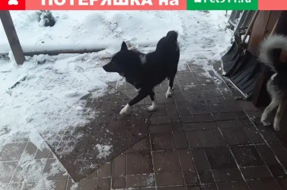 Найдена собака в Михайлово-Ярцевском поселении, д.Пудово-Сипягино.