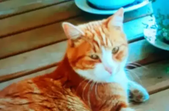 Кошки потеряшки, Лесколовское, фото: Потеряшка кошка Кот Морсик в Нижних Осельках, Ленинградская область