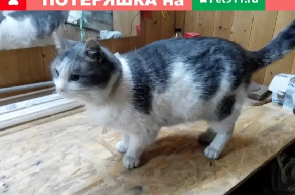 Найдена кошка в цирке-шапито на территории НКП 