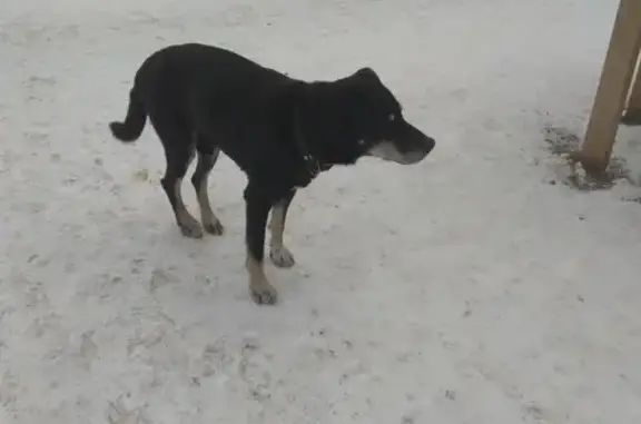 Собака найдена на Фрунзе, 104 в Екатеринбурге.