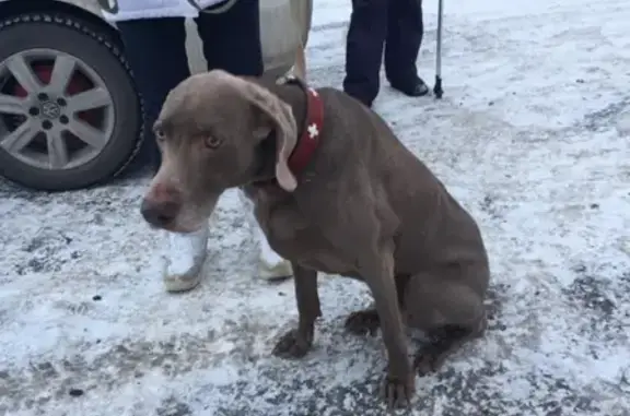 Найдена собака на Морской улице, СПб!