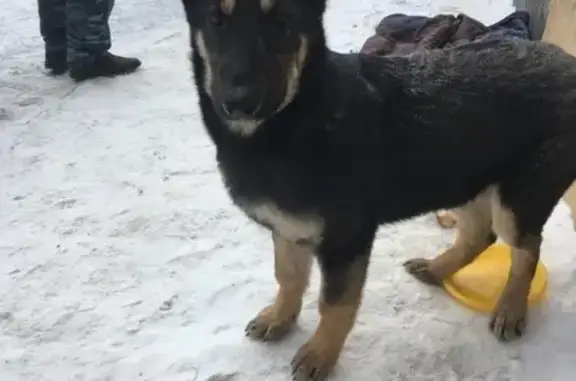 Найден щенок на Рощинской 74 в Екатеринбурге