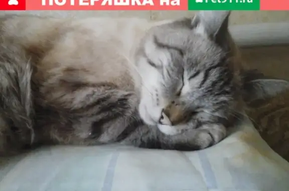Пропал кот Умка на улице Вицмана в Томске