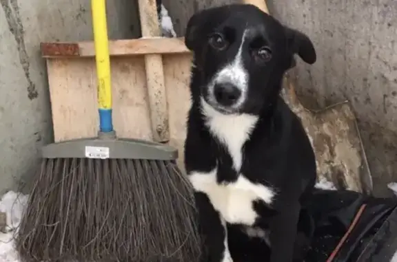 Пропала собака с розовым ошейником в Тюмени