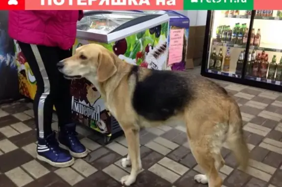 Найдена собака в Борисоглебске!