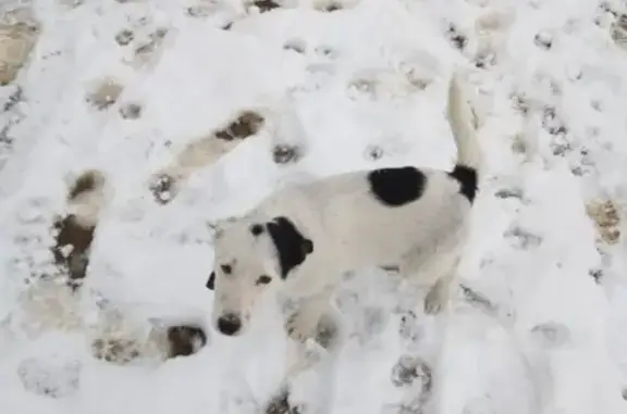 Пропал щенок около Строительного двора в Пермском крае