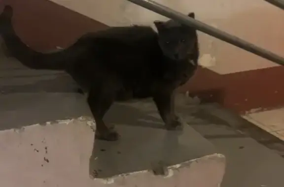 Найдена кошка на улице Лермонтова 4