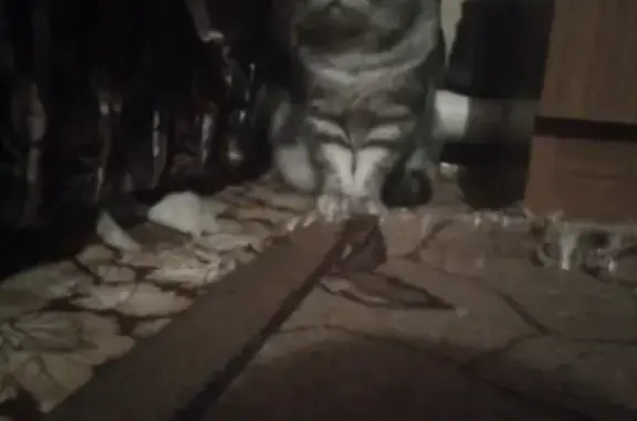 Найден британский кот в Сызрани