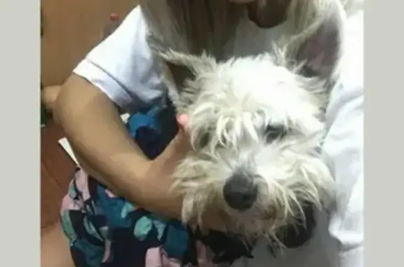 Найдена собака в Ростове, ищем хозяев
