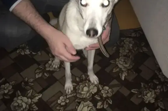 Найдена домашняя собака на улице Пятницкого