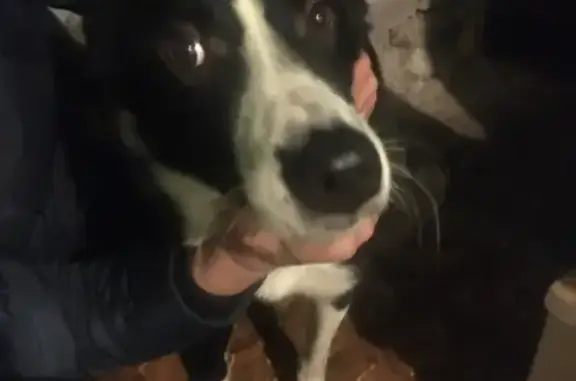 Найден молодой пёс в Борисовой Гриве, Всеволожский район