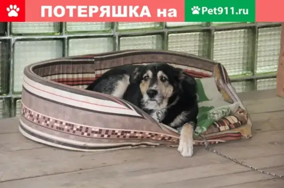 Пропала собака в Малаховке, Московская область - помогите найти!