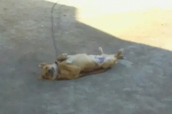 Пропала собака Грей в Лысьве, Пермский край