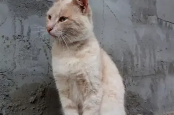 Пропал кот на ул. Карла Маркса в Арти