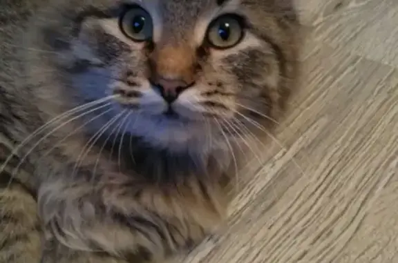 Кошки потеряшки, Ирдоматка, фото: Потеряшка кошка Маркиз на ул. Лесная в Ирдоматке