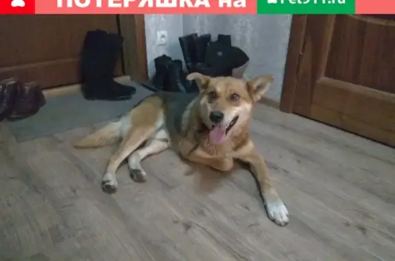 Найдена ласковая собака в Дзержинском районе