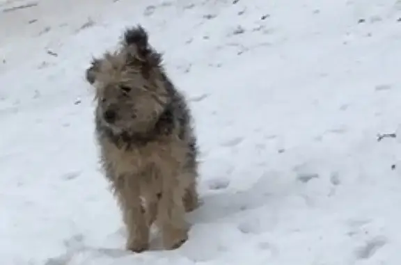 Найдена хромая собака в Бугульме