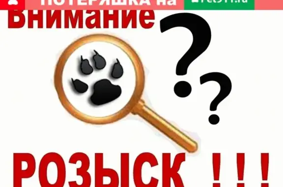 Пропала кошка в Подольске, адрес Кирова 50/2