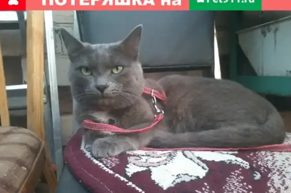 Пропал кот Сергей на ул. Худайбердина 36