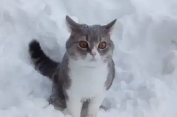 Пропал кот в районе Студенческой 4 в Северобайкальске