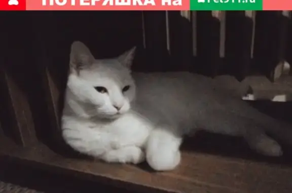 Пропала белая кошка в Андреевке, откликается на Исю. Номера для связи: 89773194158 и 89104272464.
