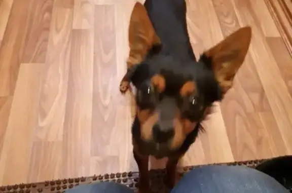 Найдена собака, Екатеринбург, фото: Собака потерялась на ул. Гагарина, Екатеринбург