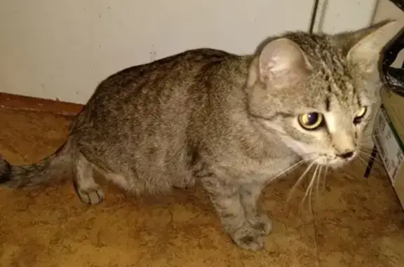 Найдена домашняя кошка с разбитым носом в Н. Новгороде