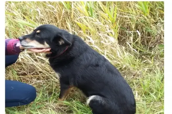 Пропала собака Соня в Краснокамске