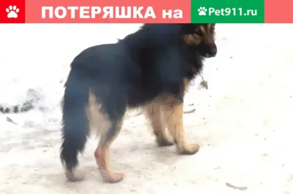Пропала крупная чёрная собака в Ржеве, Тверская область